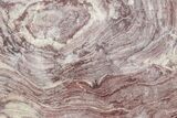 Polished, Neoproterozoic Stromatolite (Conophyton) - Morocco #276115-1